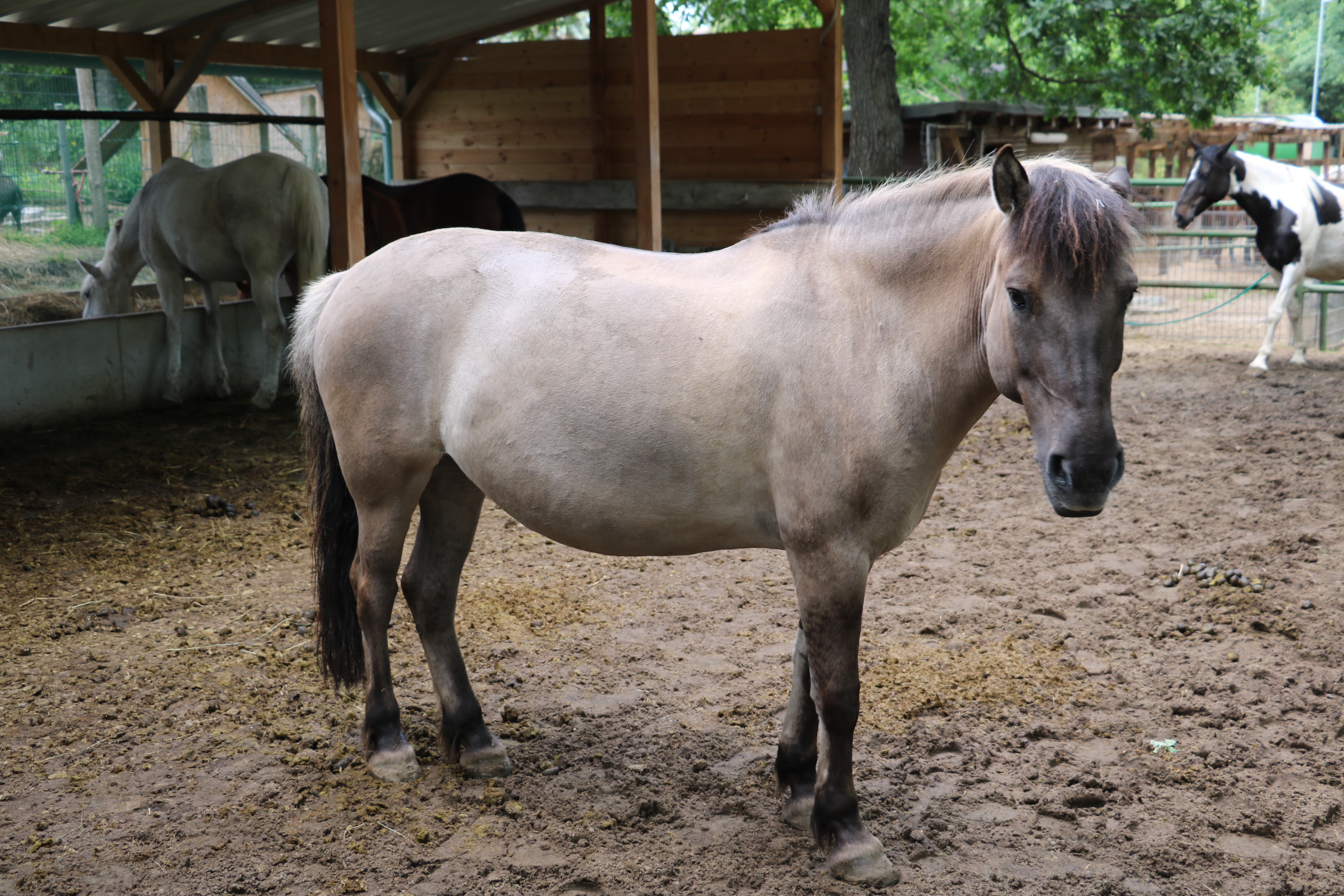 Pferd Kolik Tierphysiotherapie für Pferde, Hunde, Katzen